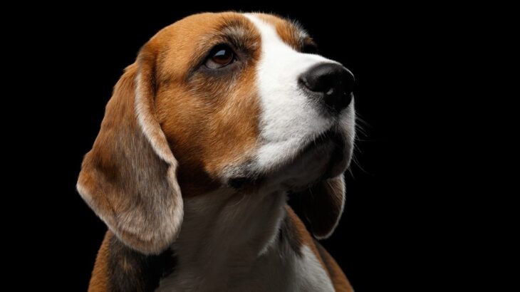 愛犬が天井をじっと見つめているのはなぜ？　その4つの理由から注意点まで解説(ブログ)
