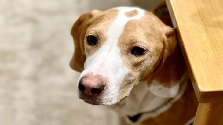 犬が『音』を恐がる３つの原因とは　飼い主ができる克服する方法までご紹介(ブログ)
