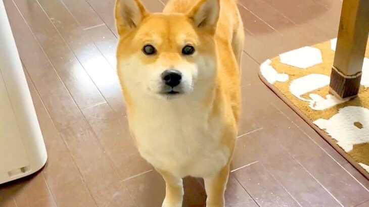 犬に『お留守番』と言った結果…寂しそうに取った『切ない行動』が健気すぎると8万再生「涙出そう…お利口さんすぎる」「悲しげな顔が可愛い」(ブログ)