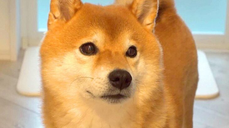 妹犬の入院を告げた結果、お兄ちゃんが…普段は見せない『まさかの行動』が涙腺崩壊級だと14万再生「兄妹愛すごい」「なんて健気なの」と感動(ブログ)