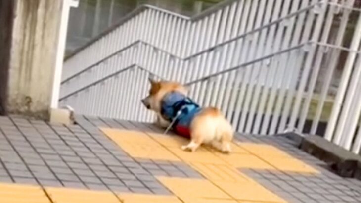 『仲が悪い夫と愛犬』が散歩から帰ってこない…心配で連絡したら『まさかの返信』に爆笑「散歩に命かけてて草」「必死なの可愛いｗ」と6万再生(ブログ)