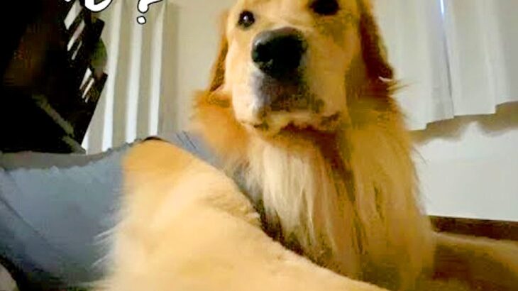 大型犬に『パパが帰ってきたよ』と言ったら、実はお兄ちゃんで…想像以上の『切なすぎる光景』が154万再「あからさまで草」「こんな違う？ｗ」(ブログ)