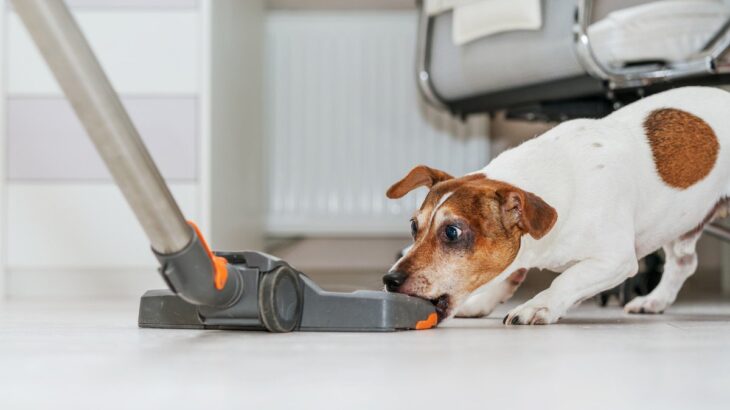 犬が苦手なNGアイテム4つ　愛犬がストレスを抱えないために飼い主ができることとは(ブログ)