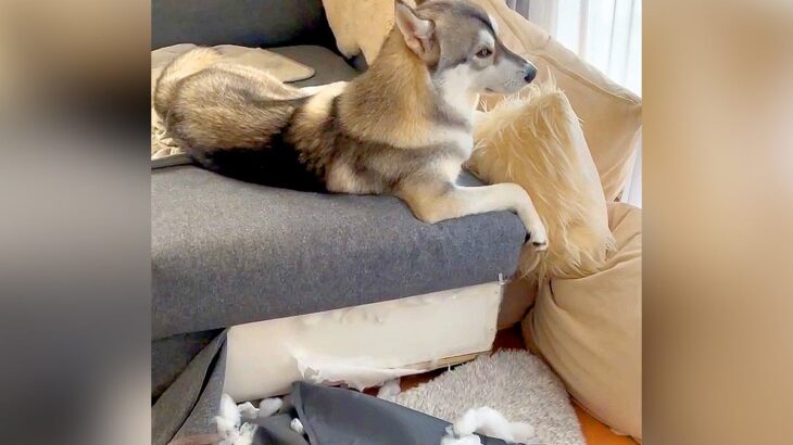 部屋がぐしゃぐしゃになっていたので大型犬を見てみたら…想像を超える『まさかの姿』が80万再生「しらばっくれてて草」「気配消してるｗ」(ブログ)