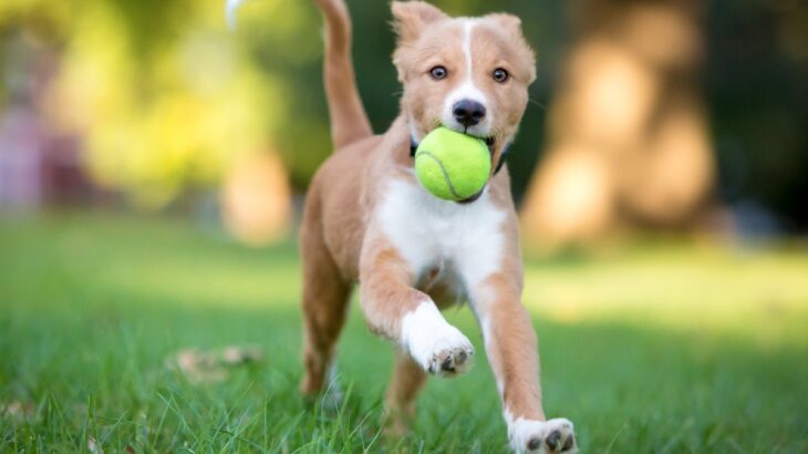 犬を今よりもっと『喜ばせる方法』4選　日常ですぐに取り入れることができる行動とは？(ブログ)