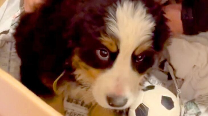 『怯えた顔をした超大型犬の赤ちゃん』を飼った結果…涙が出てくる『1年後の姿』とその軌跡が36万再生「幸せが伝わる」「感動した」と絶賛(ブログ)
