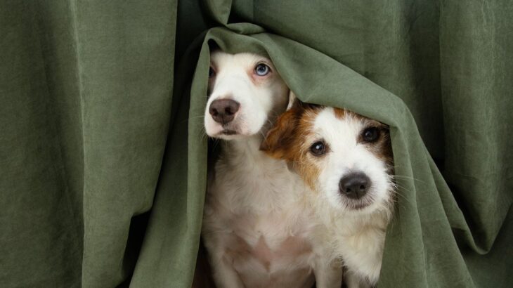 犬が『恐怖』を感じているときに見せるサイン5選　愛犬が怯えてしまう状況や対処法まで(ブログ)