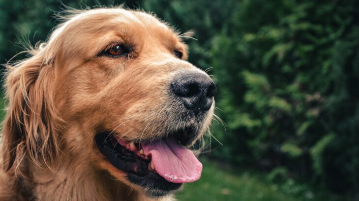 気温が高くないのに『犬がハアハアする』理由4選　注意すべき症状や不調のサインまで(ブログ)