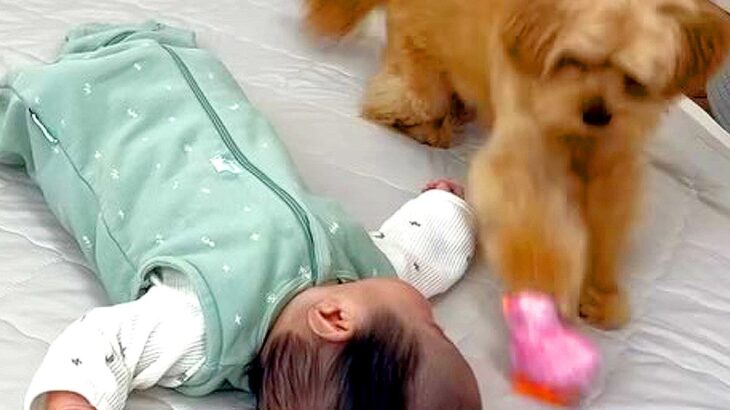 寝ている赤ちゃんの横でおもちゃが動き出したら、犬が…咄嗟に見せた『まさかの行動』が109万再生「有能すぎる」「最高のボディーガード」(ブログ)