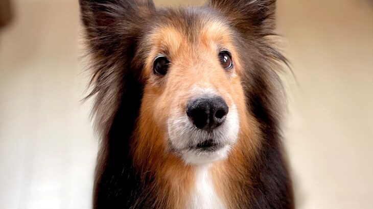 『毛がサラッサラの犬』が言われたまさかの一言…核心をついた言葉に6万いいね集まる「完全に筆」「浮いてて草」「キーホルダー化希望」と大絶賛(ブログ)