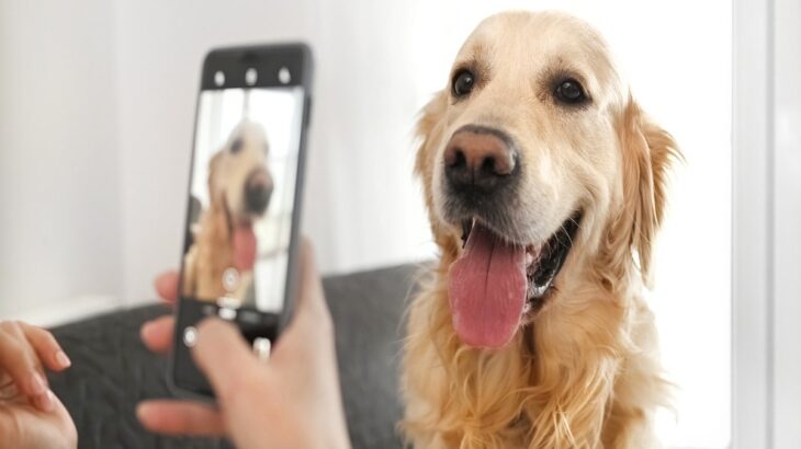 『犬好きあるある』8つ！写真フォルダは愛犬だらけ？あなたはいくつ当てはまりましたか？(ブログ)