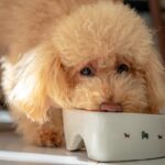 犬がご飯を『だらだら食べる』のはやめさせたほうがいい？　その理由からすぐに試せる対策法までご紹介(ブログ)