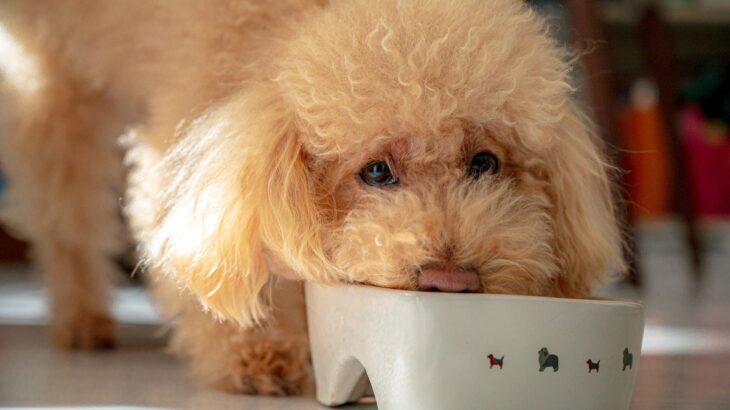 犬がご飯を『だらだら食べる』のはやめさせたほうがいい？　その理由からすぐに試せる対策法までご紹介(ブログ)