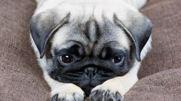 犬が『居心地が悪い』と感じる５つの行動　不快感の原因や快適に過ごしてもらう方法まで(ブログ)