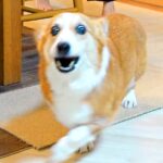 自販機に飲み物を買いに行っただけなのに、犬が…まさかの『永遠の別れ』のような光景が4万再生「彼女みたいｗ」「微笑ましすぎる」と爆笑(ブログ)