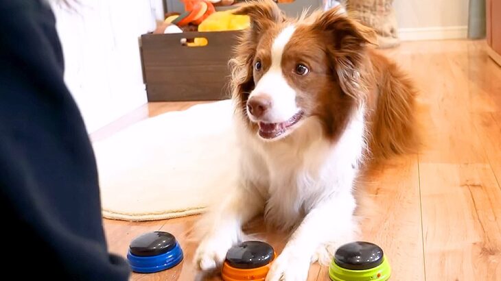 世界一賢い犬種に『しゃべるボタン』を渡した結果…衝撃的すぎる『理解力の高さ』が64万再生「人間のような賢さ」「永遠に押してそう」と賞賛(ブログ)