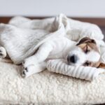 犬の『寝方』でわかる心理5選　体調不良になっているときの寝相や安心させる方法まで(ブログ)