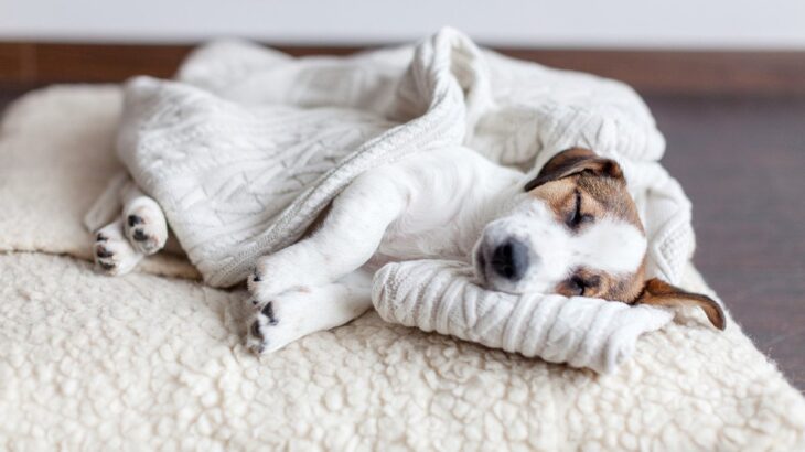 犬の『寝方』でわかる心理5選　体調不良になっているときの寝相や安心させる方法まで(ブログ)