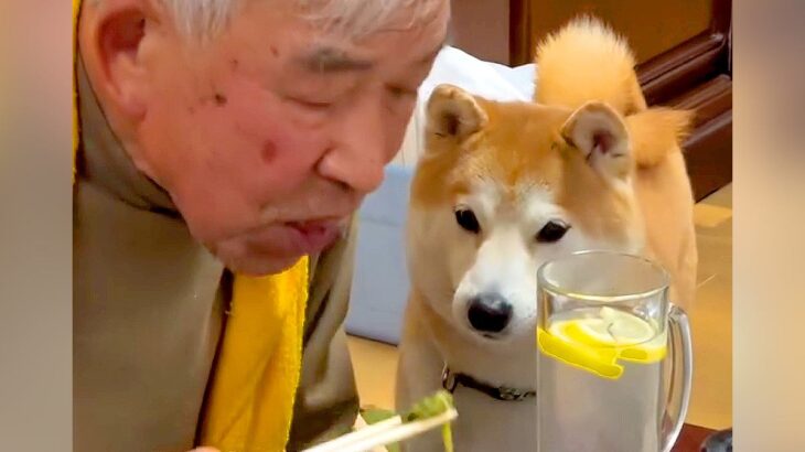 おじいちゃんがご飯を食べていたら、横にいた犬が…食べづらすぎる『とんでもない圧』が311万再生「近くて草」「テレパシー送ってるｗ」と爆笑(ブログ)