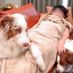 息子が熱を出して学校をお休みしたら、犬たちが…思った以上に『心配する光景』が泣けると21万再生「尊い…」「犬って本当に愛が詰まってる」(ブログ)