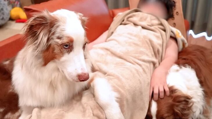 息子が熱を出して学校をお休みしたら、犬たちが…思った以上に『心配する光景』が泣けると21万再生「尊い…」「犬って本当に愛が詰まってる」(ブログ)