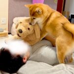 ぬいぐるみを可愛がっていたら、犬が嫉妬して…まさかの『八つ当たり』が29万再生「無言の圧力すごくて草」「なんて可愛いヤキモチｗ」と絶賛(ブログ)
