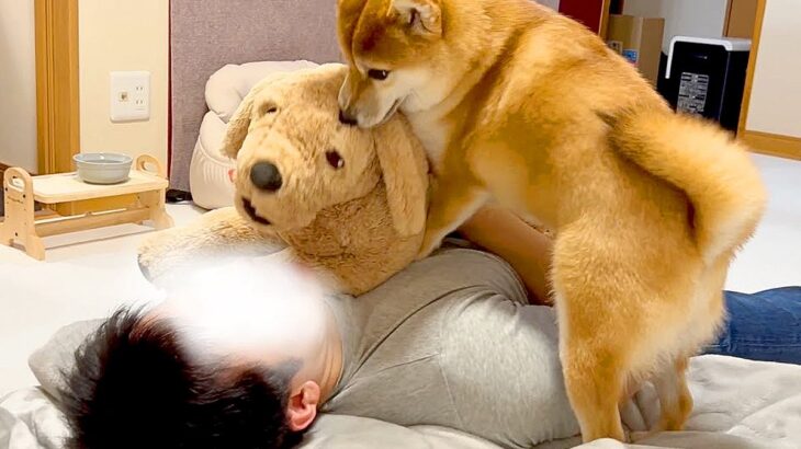 ぬいぐるみを可愛がっていたら、犬が嫉妬して…まさかの『八つ当たり』が29万再生「無言の圧力すごくて草」「なんて可愛いヤキモチｗ」と絶賛(ブログ)