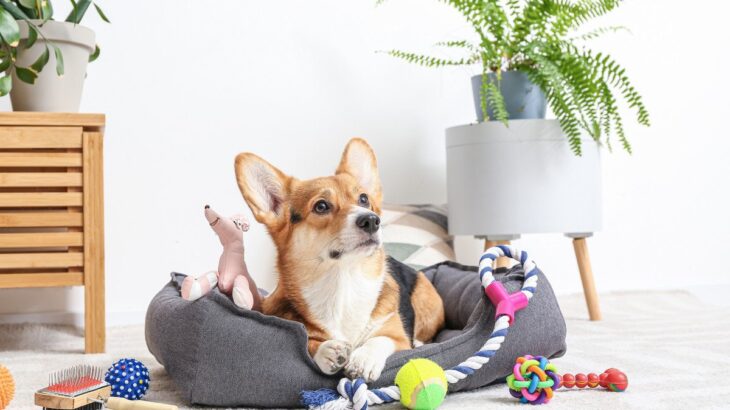 犬におすすめで安全な『おもちゃ』5選　愛犬に適した玩具を選ぶポイントとは(ブログ)