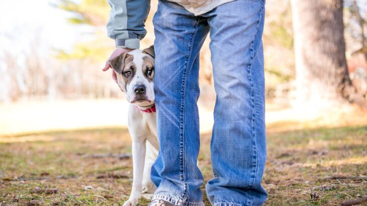 『繊細な性格の犬』にみられる共通点や特徴4つ　飼い主ができる寄り添うためのコツをご紹介(ブログ)