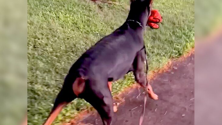 大型犬が『お気に入りのぬいぐるみ』を友だちに自慢しようとしたら…まさかの『悲しすぎる結末』とリアクションが53万再生「人の子供と一緒ｗ」(ブログ)
