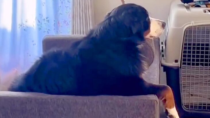 ぼーっと考え事をしている超大型犬に声をかけてみた結果…想定外の『人間のような反応』が31万再生「中に誰か入ってる？」「挨拶ｗｗ」と爆笑(ブログ)
