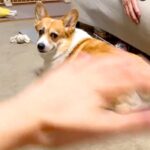 犬の目の前で空気を撫でる『エアーなでなで』した結果…まさかの『尊い行動』が345万表示「空気にジェラシーｗ」「撫でさせてください」と悶絶(ブログ)