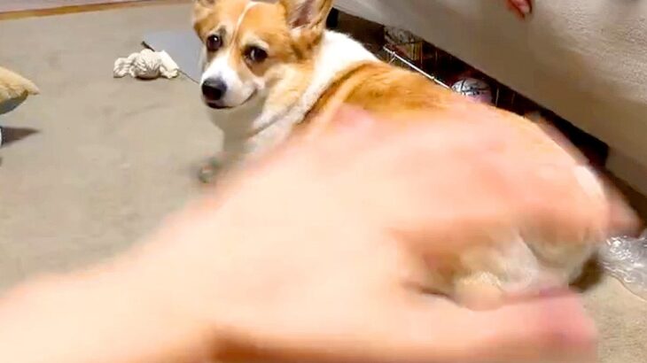 犬の目の前で空気を撫でる『エアーなでなで』した結果…まさかの『尊い行動』が345万表示「空気にジェラシーｗ」「撫でさせてください」と悶絶(ブログ)