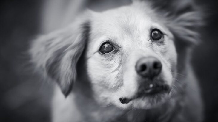 犬からの見逃してはいけない『SOSサイン』4選　放置すると状況が悪化する危険な行動とは？(ブログ)