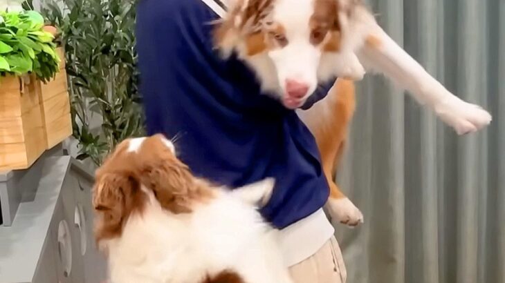 犬を抱っこした結果、お姉ちゃんが…嫉妬で見せた『まさかのブチギレ』が14万再生「プンスカ可愛すぎｗ」「犬っぽい人間かな？」と絶賛の声(ブログ)