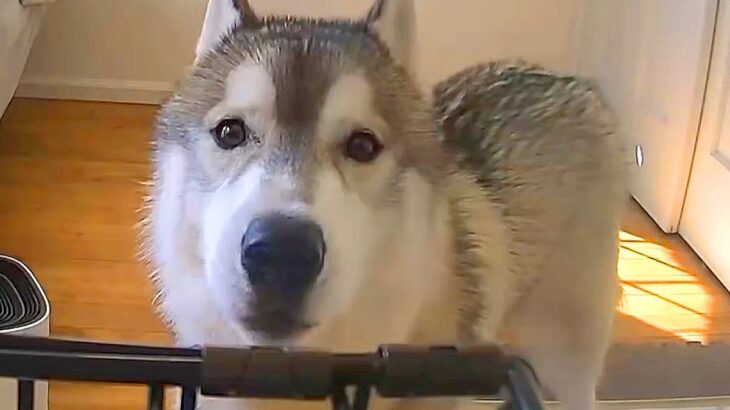 大型犬のお留守番をカメラで覗いた結果…必死過ぎる『さみしいよ』の訴えが16万再生「ホントに泣いてて切ない」「ギャップ萌え」応援の声も(ブログ)