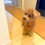 1週間ぶりに外出したら、家にいた犬が…忠犬すぎる『まさかの行動』が48万再生「可愛すぎて困るｗ」「なんて羨ましい光景」と絶賛の声(ブログ)