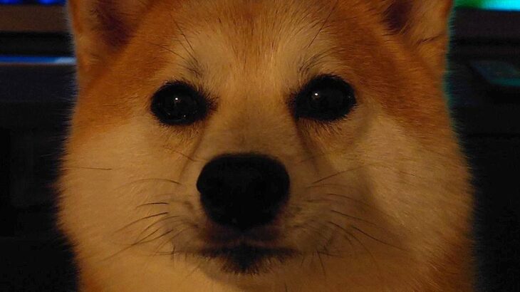 テレビを真剣に見ていたら、犬が…全く集中できない『まさかの邪魔』をする光景に10万いいね「圧すごくて草」「俺を観ろよ的なｗ」と爆笑の声(ブログ)