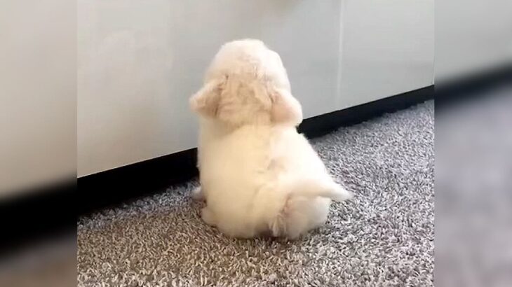 『こんなに小さかったもふもふの赤ちゃん犬が…』思った以上に貫録のある『3歳になった姿』と現在までの軌跡が125万再生「泣いた」「感動」(ブログ)