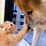 不器用な犬が『赤ちゃん猫のお世話』をした結果…思った以上に『一生懸命な姿』が35万3000再生「本当のパパみたい」「過保護過ぎて草」(ブログ)
