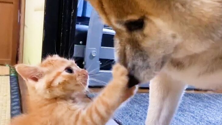 不器用な犬が『赤ちゃん猫のお世話』をした結果…思った以上に『一生懸命な姿』が35万3000再生「本当のパパみたい」「過保護過ぎて草」(ブログ)