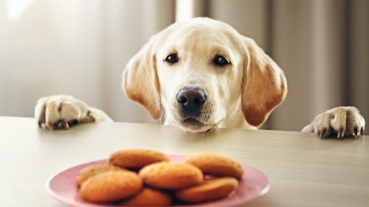 愛犬を甘やかしすぎるとどうなる？　3つのリスクと飼い主が知っておくべき注意点まで(ブログ)