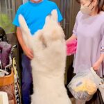 おじいちゃんおばあちゃんが家に帰ってきた瞬間、超大型犬が…まるで『子供のようにはしゃぐ光景』が7万再生「素敵な家族」「羨ましい」と絶賛(ブログ)