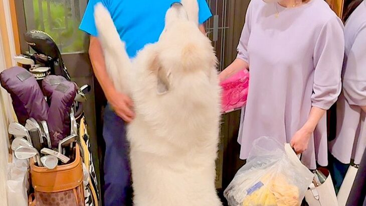 おじいちゃんおばあちゃんが家に帰ってきた瞬間、超大型犬が…まるで『子供のようにはしゃぐ光景』が7万再生「素敵な家族」「羨ましい」と絶賛(ブログ)
