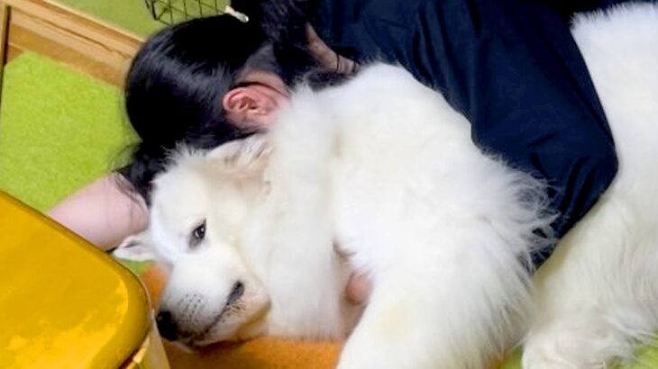 犬を飼った人が必ずかかる発作…？わかりみが深い『あるあるな飼い主の行動』が358万再生「私も発作止まらんｗ」「やっちゃうよね」と共感の声(ブログ)