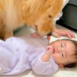 赤ちゃんがよく動くようになったら、大型犬が…『目が離せない』と心配する過保護っぷりが47万再生「優しい世界」「自分も見守られたい」と絶賛(ブログ)