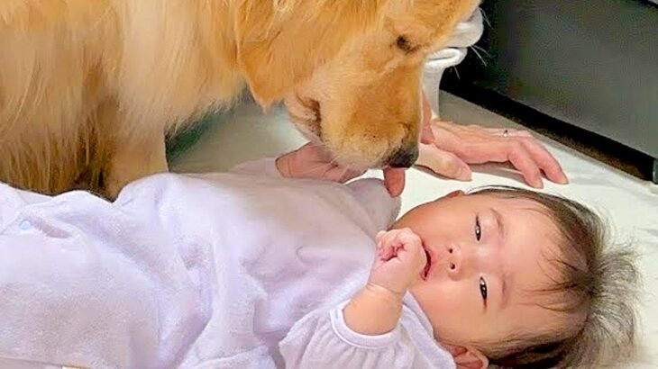 赤ちゃんがよく動くようになったら、大型犬が…『目が離せない』と心配する過保護っぷりが47万再生「優しい世界」「自分も見守られたい」と絶賛(ブログ)