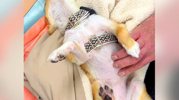 皮膚の様子を診てもらうため動物病院に行ったら、診察中の犬が…話が全く入ってこない『まさかの行動』に爆笑の声「斬新で草」「可愛すぎｗ」(ブログ)