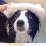 犬が『初めてのお風呂に入った』結果…この世のものとは思えない『あざとすぎる行動』が11万再生「可愛いが大渋滞してる」「たまらん」と絶賛(ブログ)