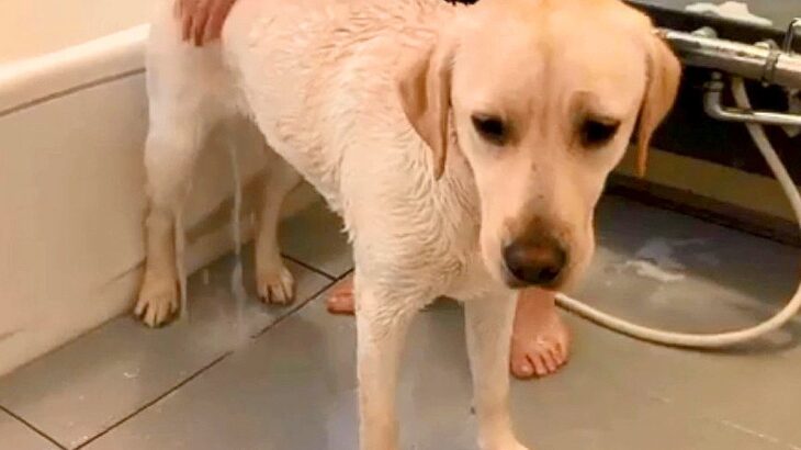 お風呂が嫌いな大型犬→シャワー中に絶望するも…終わった後の『テンションMAXな光景』が21万再生「ギャップ萌え」「喜びの舞ｗ」と爆笑(ブログ)